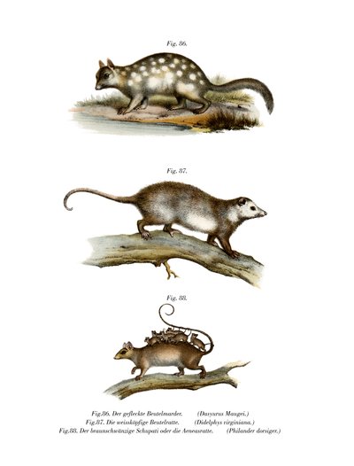 Quoll, 1860 - German School